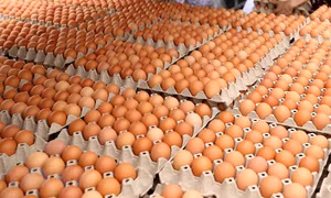 Khuyến cáo người dân không nghe theo tin đồn ăn trứng gà phòng COVID-19