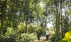 Rừng keo nguyên liệu trước nguy cơ bệnh hại