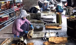 Quảng Ngãi: Sản phẩm quế Trà Bồng được cấp đăng ký chỉ dẫn địa lý