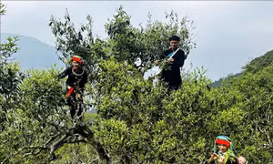 Chè Shan tuyết trăm năm tuổi vào vụ giữa đại ngàn Tây Côn Lĩnh