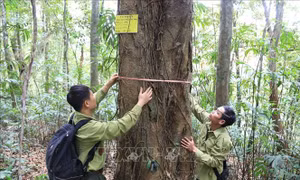 Nhân giống, phát triển 3 loài cây quý tại Khu bảo tồn thiên nhiên Xuân Liên