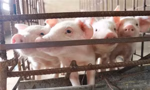 Chuyển dần sang chăn nuôi tập trung ở những vùng thích hợp