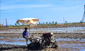 Khẩn trương hoàn thành gieo cấy lại lúa Hè Thu