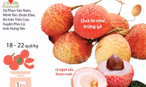 Độc lạ vải trứng Hưng Yên