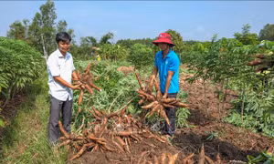 Đánh thức tiềm năng ngành sắn trong chuỗi giá trị nông nghiệp hiện đại