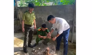 Thả 1 cá thể khỉ mặt đỏ quý hiếm về môi trường tự nhiên
