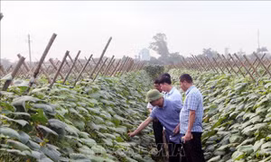 Đánh giá hiệu quả sử dụng phân bón hữu cơ trên cây dưa chuột xuất khẩu