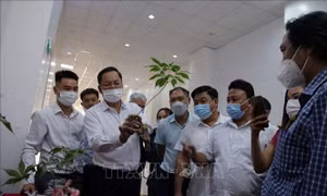 Phát triển sâm Lai Châu trở thành cây dược liệu chủ lực
