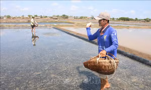Diêm dân Bến Tre mất mùa muối 