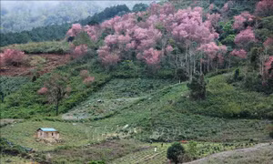 Mai anh đào bung nở rực rỡ nơi núi rừng Langbiang