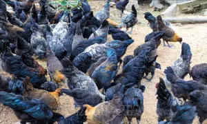 Nhiều giống gà mang lại giá trị kinh tế cao cho người chăn nuôi