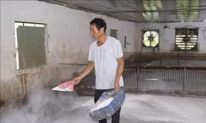 Ninh Bình ngăn chặn dịch tả lợn châu Phi