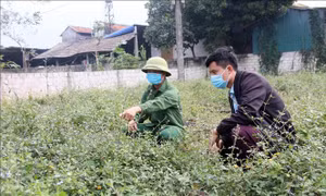 Cây dược liệu cà gai leo - hướng phát triển kinh tế mới ở 'xã 135'