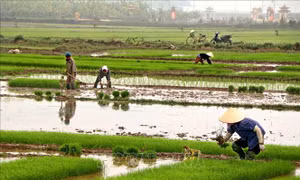 Thúc đẩy sản xuất vụ Đông để đảm bảo nhu cầu thực phẩm cuối năm
