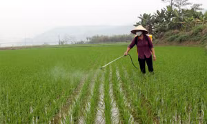 Yên Bái diệt trừ sâu bệnh trên gần 2.000 ha lúa
