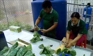 Kiên Giang hỗ trợ gần 30 tỷ đồng phát triển kinh tế tập thể, hợp tác xã