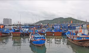 Khánh Hòa: 19 tàu cá chưa làm thủ tục cấp lại giấy phép khai thác thủy sản