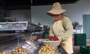 Trái cây sạch cho thị trường nội địa 