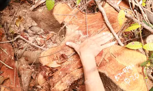 Quảng Trị: 'Lâm tặc' mở đường vào đốn hạ hàng loạt cây gỗ rừng