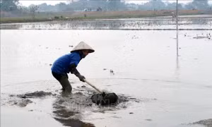 EVN xả hơn 3,6 tỷ m3 nước cho sản xuất vụ Đông Xuân
