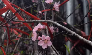 Đào đá Mường Lát vào vụ Tết