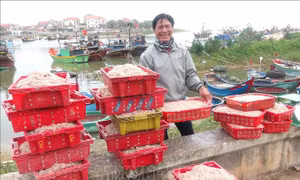 Ngư dân Quảng Bình được mùa ruốc biển