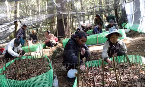 Tết đặc biệt của người Xơ Đăng