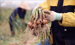 Tìm hướng phát triển cho 'thủ phủ' hành, tỏi ở miền Bắc