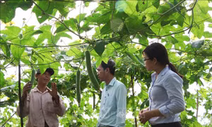Phát triển nền nông nghiệp bền vững ở Trà Vinh - Bài 2: Tìm giải pháp hữu hiệu