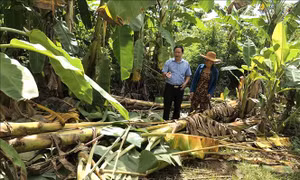 Ngăn chặn xung đột giữa voi rừng và người ở Đồng Nai