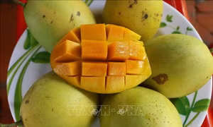 Xoài cát Chu có giá cao, người trồng lãi lớn