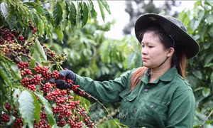 Cơ hội cho doanh nghiệp Việt sau khi Algeria miễn giảm thuế nhập khẩu cà phê