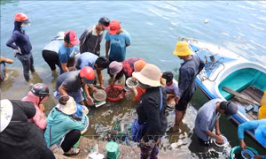 Ngư dân Ninh Thuận trúng mùa khai thác cá dìa giống