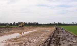 Nguy cơ vỡ quy hoạch do ồ ạt mở rộng diện tích nuôi cá tra giống
