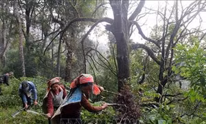Bảo vệ và phát triển rừng ở Điện Biên - Bài 1: Chi trả dịch vụ môi trường rừng - hiệu quả '3 trong 1'