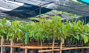 Cắt giảm hàng loạt thủ tục, điều kiện kinh doanh trong lĩnh vực nông nghiệp, môi trường