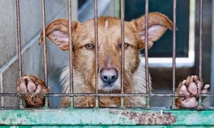 Indonesia tuyên chiến với thịt chó