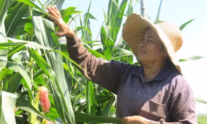 Chuyển hơn 10.000 ha đất lúa kém hiệu quả sang trồng cây có giá trị cao
