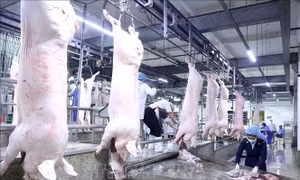 Cân đối nguồn cung thịt lợn góp phần bình ổn thị trường