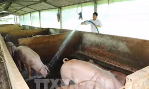 Giá lợn hơi giảm mạnh, nhiều hộ chăn nuôi ở Đồng Tháp lo lắng