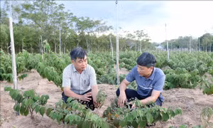 Ứng dụng khoa học phát triển sản phẩm OCOP dược liệu