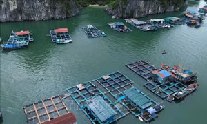 Chấn chỉnh nuôi thủy sản lồng bè, đảm bảo an toàn giao thông đường thủy