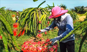Thanh long nghịch vụ giá cao