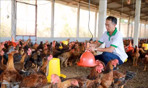 Trở thành 'tỷ phú nông dân' nhờ nuôi gà lai chọi thả vườn