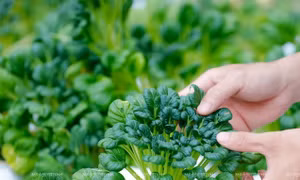 Việt Nam, Đan Mạch tăng cường hợp tác trong sản xuất, quản lý sản phẩm hữu cơ