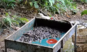 Bộ Y tế khuyến cáo: Dược liệu Địa long không có tác dụng phòng, chống COVID-19