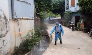 Nguy cơ dịch tả lợn châu Phi ngày càng lan rộng tại Sơn La