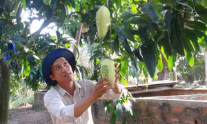 Độc đáo trái xoài Tết có chữ thư pháp