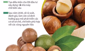 Phát triển Mắc ca thành ngành hàng sản xuất hiệu quả, bền vững