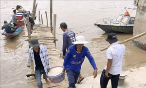 Ngư dân trúng đậm mùa ruốc đầu năm